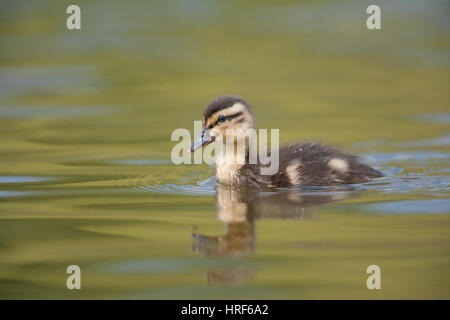 Stockente Entlein Anas Platyrhynchos schwimmen auf einem See, Norfolk, Mai Stockfoto