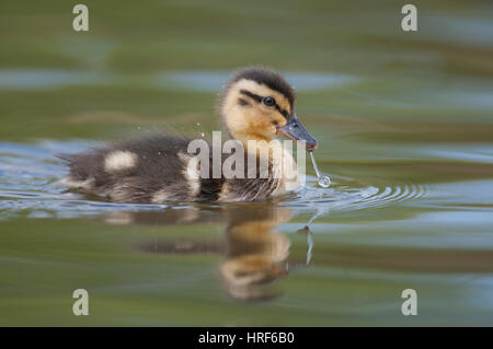 Stockente Entlein Anas Platyrhynchos schwimmen auf dem See mit einem Wassertropfen hängen aus Schnabel, Norfolk, Mai Stockfoto