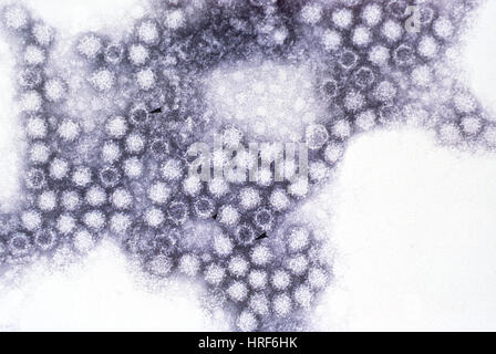 Feline Calicivirus (TEM) Stockfoto