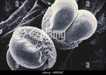 Pinien Pollen (SEM) Stockfoto