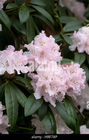 Rhododendron "Weihnachtsstimmung" Blumen im frühen Frühling. Stockfoto