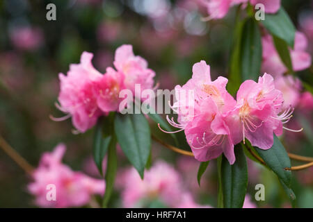 Rhododendron luftig Fee Blumen im frühen Frühling, Stockfoto
