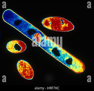 Bacillus Subtilis, TEM Stockfoto