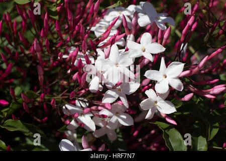 Jasminum Polyanthum Sambac rosa Blüte und Knospen. Odorate Sterne liana Stockfoto