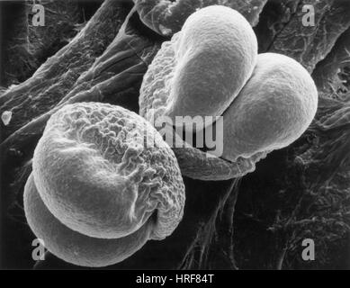 Pinien Pollen, SEM Stockfoto