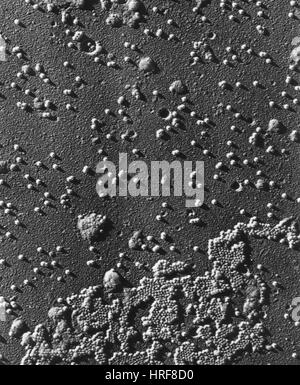 Polio-Virus, TEM Stockfoto