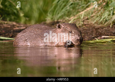 Europäischer Biber (Castor Fiber) Fütterung im Wasser, in der Nähe von Grimma, Sachsen, Deutschland Stockfoto