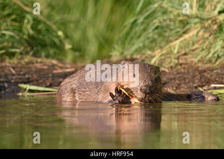 Europäischer Biber (Castor Fiber) Fütterung im Wasser, in der Nähe von Grimma, Sachsen, Deutschland Stockfoto