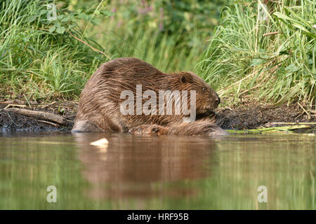 Europäischer Biber (Castor Fiber) mit Jungtier im Wasser, in der Nähe von Grimma, Sachsen, Deutschland Stockfoto