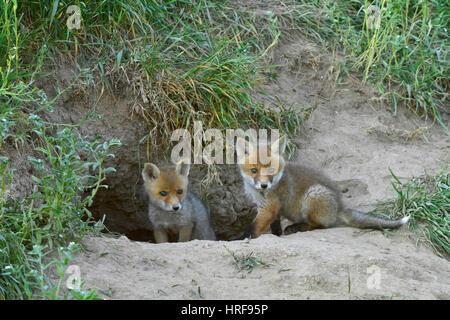 Rotfuchs (Vulpes Vulpes) Welpen in die Höhle, mittlere Elbe-Biosphärenreservat, Sachsen-Anhalt, Deutschland Stockfoto