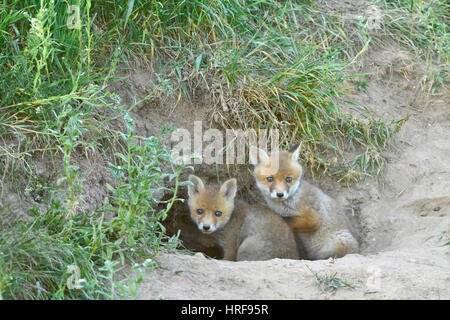 Rotfuchs (Vulpes Vulpes) Welpen in die Höhle, mittlere Elbe-Biosphärenreservat, Sachsen-Anhalt, Deutschland Stockfoto