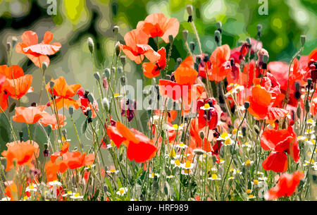 Farbigen Illustration von Mohn in Aquarelle Stockfoto