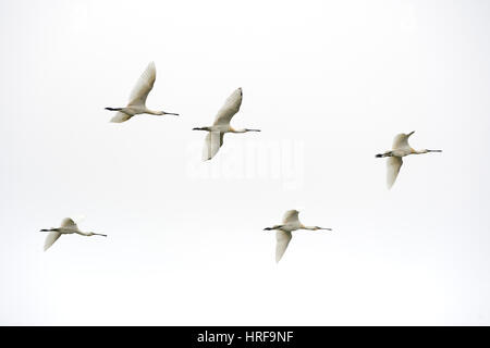 Schwarm von fliegen gemeinsame Löffler (Platalea Leucorodia), West Ostfriesischen Inseln, Provinz Nordholland, Texel, Niederlande Stockfoto