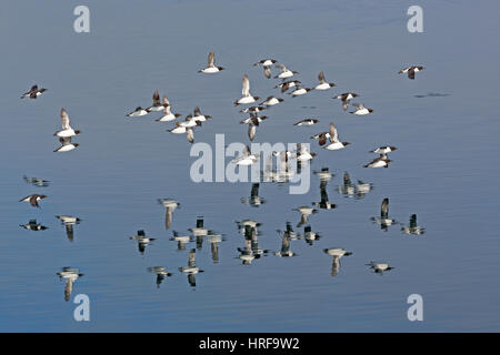 Dick - murres verrechnet (uria lomvia) Fliegen über Wasser, Spitzbergen, Norwegen Stockfoto