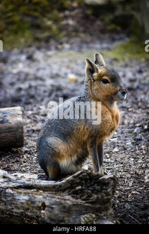 Mara (Dolichotis Patagonum) Stockfoto