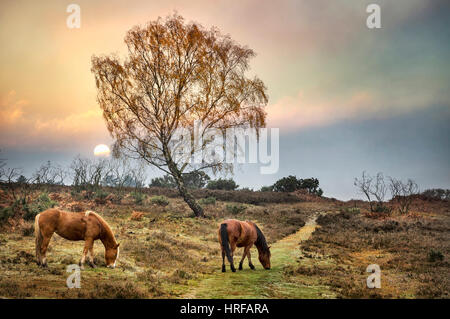 Zwei wilde Ponys Weiden auf Moorland in The New Forest National Park Stockfoto