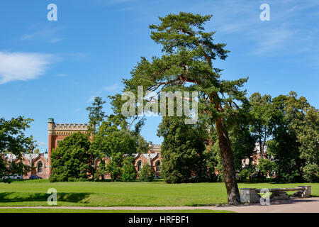 Peterhof, schöner Baum im alten Park Alexandria Stockfoto