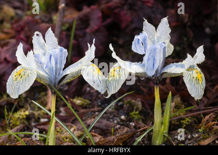 Blass blau Winter Blumen der Zwerg Birne, Iris Reticulata "Katharine Hodgkin" Stockfoto