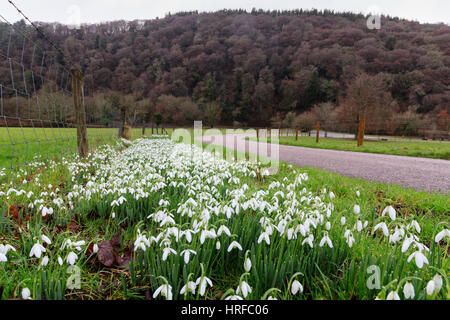 Eingebürgerte Schneeglöckchen, Galanthus Nivalis, Anfang Februar auf der Straße hinunter zum Lopwell Dam, Tavy River, Devon Stockfoto
