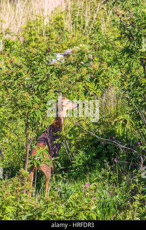 Rehe in den Büschen auf einer Lichtung stehen und beobachten Stockfoto