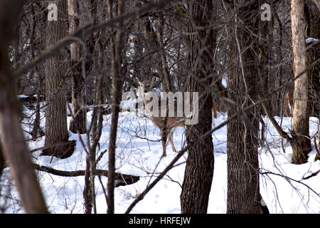 Ein Reh in seinem natürlichen Lebensraum in den Wäldern des Pilot Knob State Park in Forest City Iowa. Stockfoto