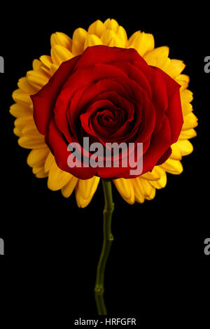 Close-up Red Rose auf schwarzem Hintergrund isoliert Stockfoto