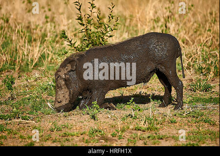 Warzenschwein, nachdem er ein Schlammbad Weiden Stockfoto