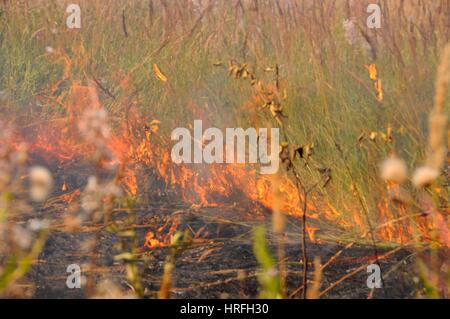 Feuer in den Hain. Adobe RGB Stockfoto