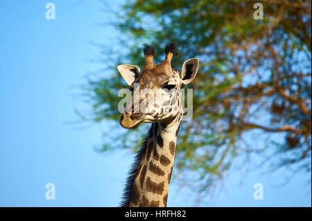 Porträt von Maasai Giraffe Stockfoto