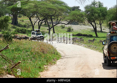 Touristen, die gerade eine kleine Wanderung der Gnus und Zebras im Tarangire-Nationalpark (Tansania) Stockfoto