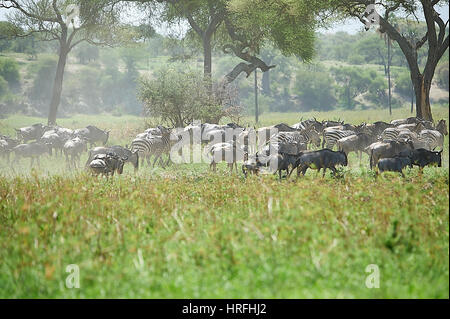 Kleine Gruppen von Gnus und Zebras, die Migration im Tarangire-Nationalpark (Tansania) Stockfoto