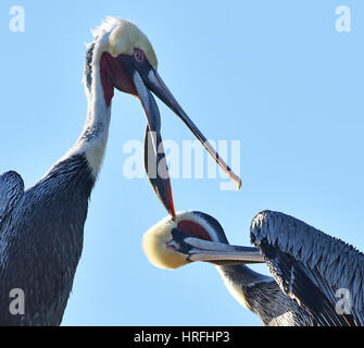 Paar braune Pelikane (Pelecanus Occidentalis) putzen. Stockfoto