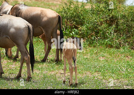 Gnus mit Kälbern Stockfoto