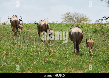 Gnus mit Kälbern Stockfoto