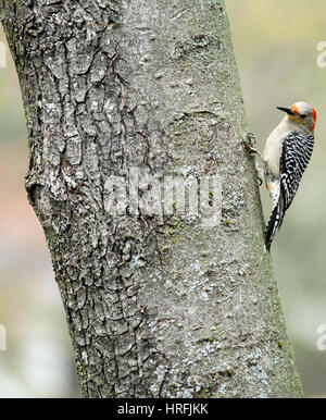 Eine weibliche Rotbauch-Specht (Melanerpes Carolinus) hocken auf dem Stamm ein Ahornbaum Stockfoto