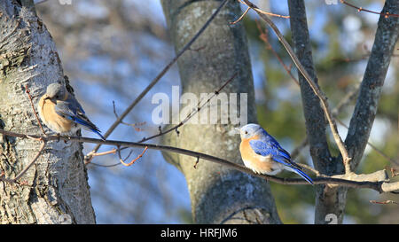 Ein paar der östlichen Bluebirds (Sialia Sialis) hocken auf dem Ast eines Ahorns im winter Stockfoto