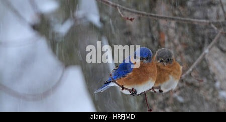 Ein paar der östlichen Bluebirds (Sialia Sialis) einen Schneesturm trotzen Stockfoto