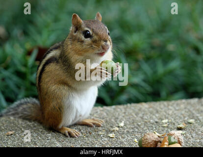 Nahaufnahme einer östlichen Streifenhörnchen (Tamias striatus) Holding eine Eichel in den Pfoten Stockfoto