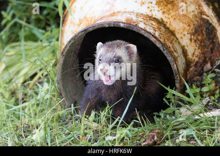 Europäischer Iltis (Mustela Putorius) entstehende Milchkanne Versteck Stockfoto