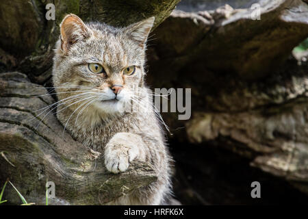 Schottische Wildkatze (Felis Silvestris) Stockfoto