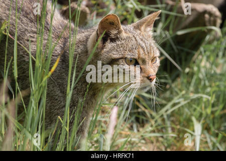 Schottische Wildkatze (Felis Silvestris) Stockfoto