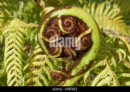 Koru - keimhaft Wedel ein Neuseeland schwarzer Baumfarn (Mamaku), die Maori Symbol für einen neuen Anfang Stockfoto