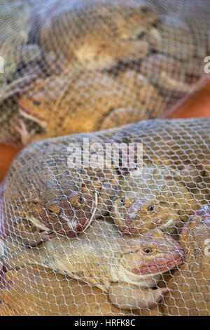 Leben Thai Frösche zu verkaufen, gefangen in einem Netz - chinesische essbare Frösche oder asiatischen Ochsenfrösche (Hoplobatrachus Rugulosus) - Khlong Toei Pier Market, Bangkok Stockfoto