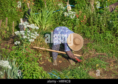 Bauer-Frau arbeitet in einer Teeplantage und Gemüsegarten in den japanischen Bergen, entlang des Weges der Nakasendo in Poststraße Stockfoto