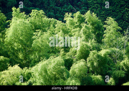 Bambus-Wald in den japanischen Alpen entlang der Nakasendo Trail - Ansicht von oben Stockfoto