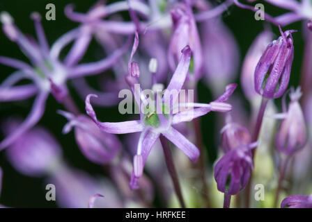 Makrofoto des Alium Blumen. selektiven Fokus Makroaufnahme mit flachen DOF. Stockfoto