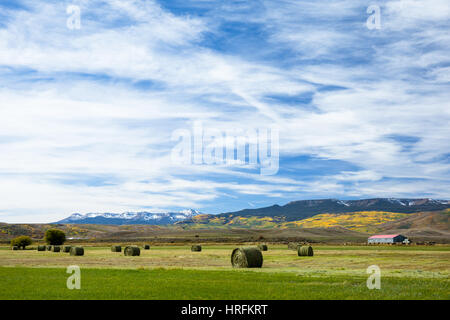 Großen hale Rundballen aufgereiht in einem Feld nach der Ernte in Colorado. Bäume auf einem Berg im Hintergrund sind gelb und Schnee hat du Stockfoto