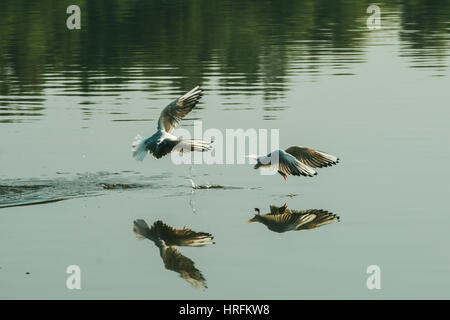 Paar Möwen in der Luft in der Nähe von Wasser See Fluss spielen. Freunde Liebe Konzept. Stockfoto