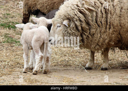 Ein Schaf Mutter mit ihrem Baby Twin Lämmer in einer Weide auf dem Bauernhof Stockfoto