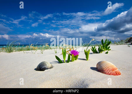 Schöner Sandstrand mit Muscheln, Laub und blauer Himmel mit Wolken Stockfoto